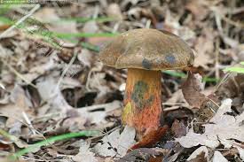 Attēlu rezultāti vaicājumam “Sutorius luridiformis”