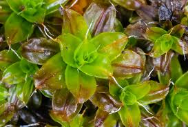 Attēlu rezultāti vaicājumam “Syntrichia”