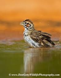 Image result for Chondestes grammacus