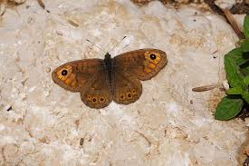 Attēlu rezultāti vaicājumam “Lasiommata petropolitana”