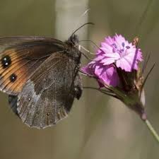 Attēlu rezultāti vaicājumam “Erebia aethiops upperside”