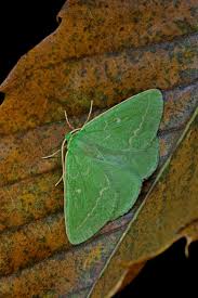 Attēlu rezultāti vaicājumam “Thetidia smaragdaria”