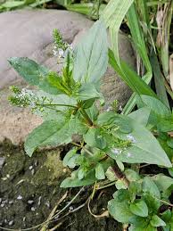 Attēlu rezultāti vaicājumam “Veronica anagallis-aquatica fruit”