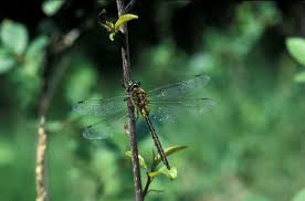 Attēlu rezultāti vaicājumam “Somatochlora flavomaculata”