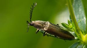 Attēlu rezultāti vaicājumam “Ctenicera pectinicornis male”