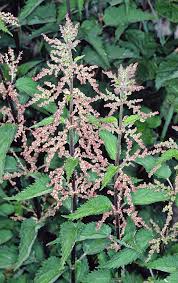 Attēlu rezultāti vaicājumam “Urtica dioica fruit”