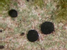 Attēlu rezultāti vaicājumam “Megalaria grossa”