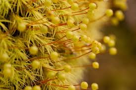 Attēlu rezultāti vaicājumam “Bartramia pomiformis”