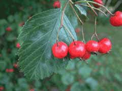 Attēlu rezultāti vaicājumam “Crataegus macracantha fruit”