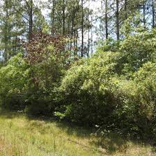 Attēlu rezultāti vaicājumam “Ophiostoma polyporicola”