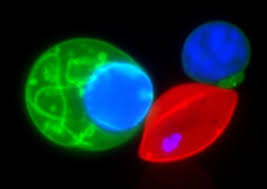 Attēlu rezultāti vaicājumam “Enteridium variabile plasmodium”