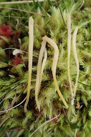 Attēlu rezultāti vaicājumam “Clavaria argillacea”