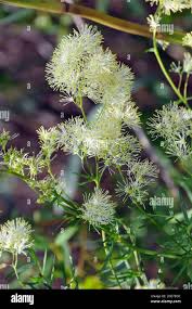 Attēlu rezultāti vaicājumam “Thalictrum lucidum”