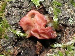 Attēlu rezultāti vaicājumam “Craterocolla cerasi”