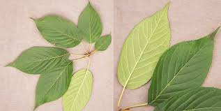 Attēlu rezultāti vaicājumam “Prunus armeniaca leaf”