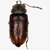 Attēlu rezultāti vaicājumam “Anobiidae”