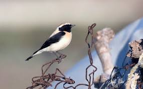 Image result for Oenanthe hispanica