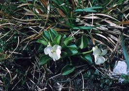 Attēlu rezultāti vaicājumam “Viola rupestris bud”