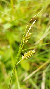 Attēlu rezultāti vaicājumam “Carex lepidocarpa”