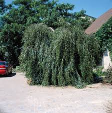 Attēlu rezultāti vaicājumam “Betula pendula Youngii”
