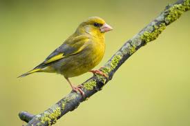 Image result for Bird