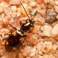 Attēlu rezultāti vaicājumam “Bembidion quadrimaculatum”