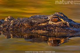 Image result for Alligator mississippiensis