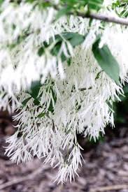 Attēlu rezultāti vaicājumam “Chionanthus virginicus flower”