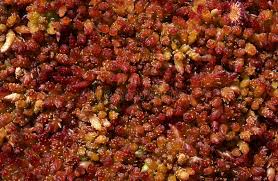 Attēlu rezultāti vaicājumam “Sphagnum papillosum”