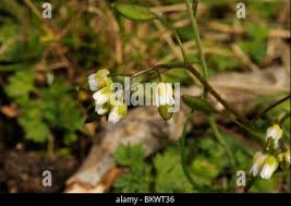 Attēlu rezultāti vaicājumam “Erophila verna fruit”