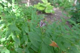 Image result for Tricyrtis `Black Beauty`