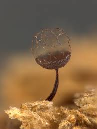 Attēlu rezultāti vaicājumam “Cribraria atrofusca macro”