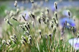 Attēlu rezultāti vaicājumam “Sesleria caerulea flower”
