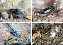Attēlu rezultāti vaicājumam “Sciara analis”