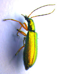 Attēlu rezultāti vaicājumam “Chrysanthia geniculata”