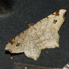 Attēlu rezultāti vaicājumam “Macaria notata”