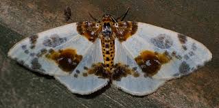 Attēlu rezultāti vaicājumam “Abraxas sylvata”