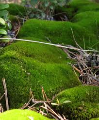 Attēlu rezultāti vaicājumam “Ditrichum flexicaule”