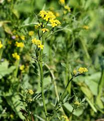 Attēlu rezultāti vaicājumam “Rorippa sylvestris”