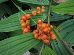 Attēlu rezultāti vaicājumam “Maianthemum bifolium fruit”