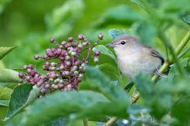 Attēlu rezultāti vaicājumam “Sylvia borin adult”