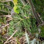 Attēlu rezultāti vaicājumam “Pulsatilla pratensis leaf”