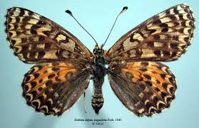 Attēlu rezultāti vaicājumam “Melitaea didyma”