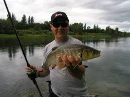 Image result for Squalius vardarensis