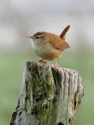 Attēlu rezultāti vaicājumam “Troglodytes troglodytes”