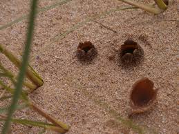 Attēlu rezultāti vaicājumam “Peziza ammophila”