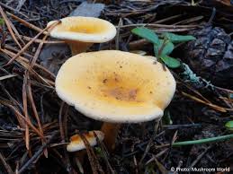 Attēlu rezultāti vaicājumam “Hygrophoropsis aurantiaca”