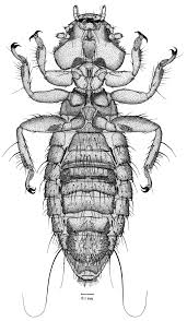 Attēlu rezultāti vaicājumam “Licea chelonoides sessile”