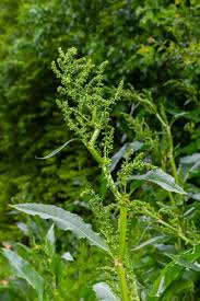 Attēlu rezultāti vaicājumam “Rumex confertus fruit”