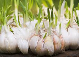 Attēlu rezultāti vaicājumam “Allium sativum fruit”